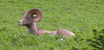 big horn sheep