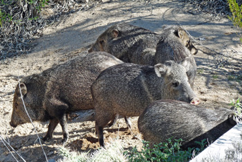 Herd of Javalinas