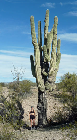 Wickenburg Saguaro