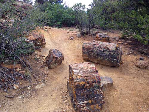 Petrified Wood Logs