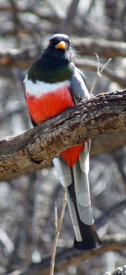 Elegant Trogon