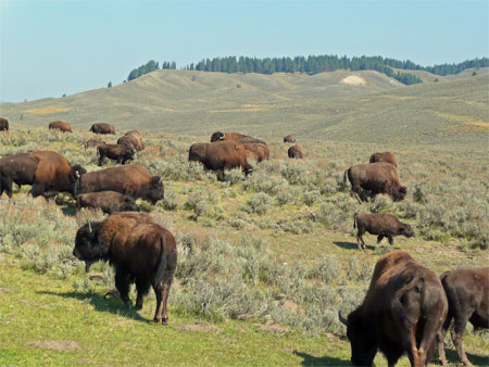 Yellowstone NP