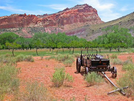 Orchard at Capitol Reef
