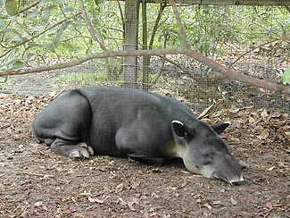 tapir