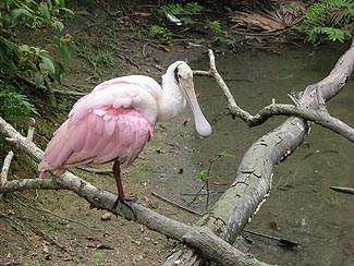 spoonbill at zoo