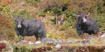 Two Yaks