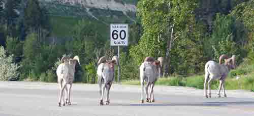 Big Horn Sheep