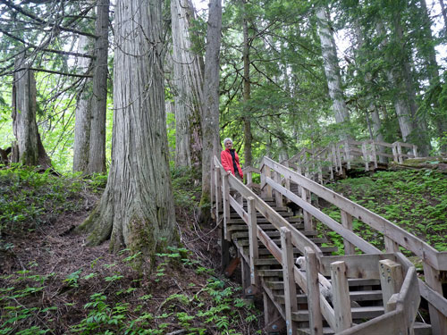 Giant Cedars