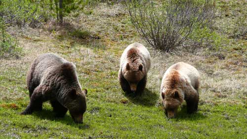 Grizzly Bears