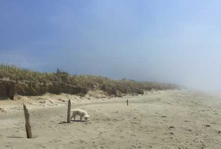 Beach at Clam Harbour