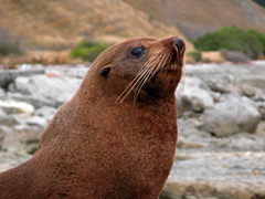 Seal Up Close