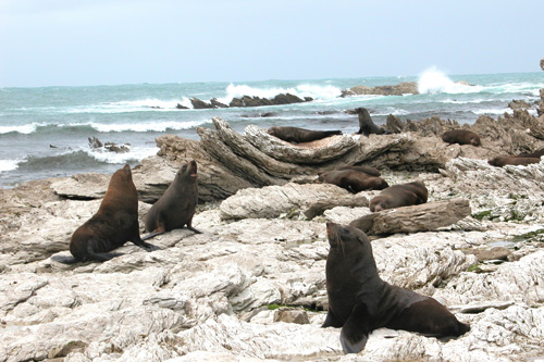 Herd of Seals