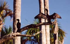 Anhingas