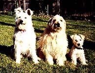 Penny, Gordie and Sophie