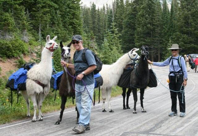 Llama Wranglers