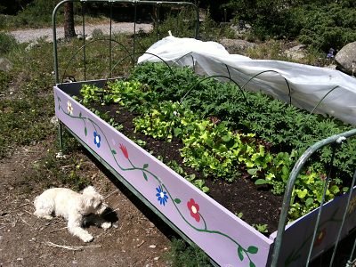 Veggie bed