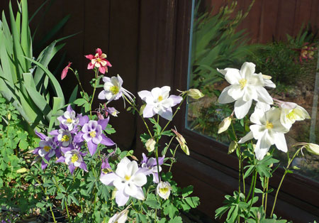 Columbines at Judy's Window