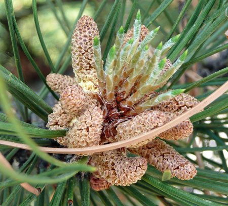 Pine Cone