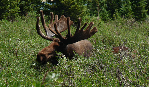 Brainard Moose