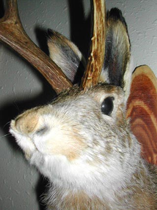 Jackalope