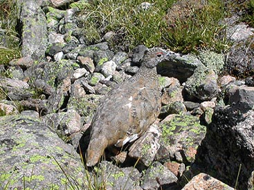 Ptarmigan