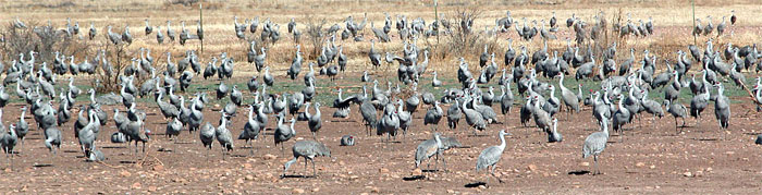 Sandhill Cranes