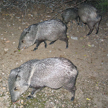 Javalinas