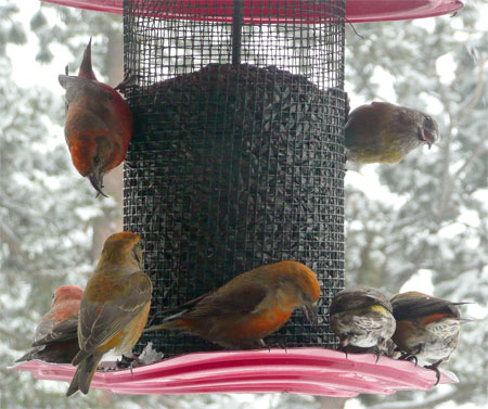 Birds at Feeder