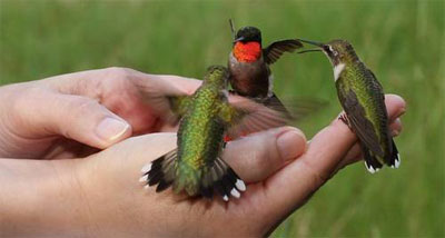 Holding Hummers