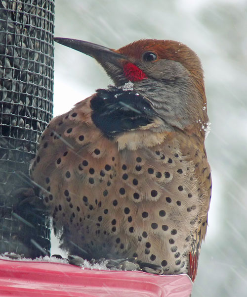 Bird at Feeder