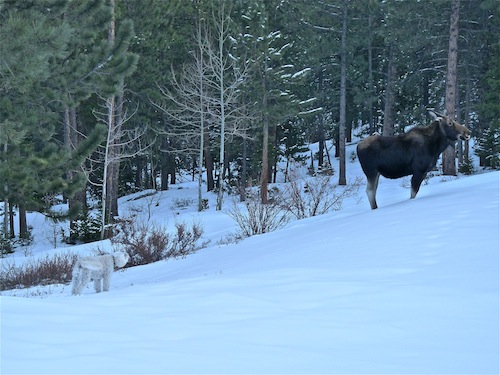 Lucy and the moose