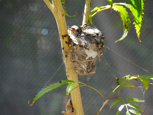 Hummingbird Nest