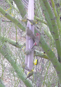 birds at feeder