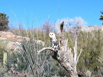 raptor flight