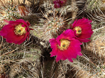 Magenta Cactus