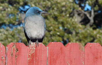 Jay at Kitt Peak