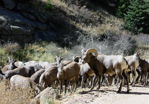 Bighorn Sheep