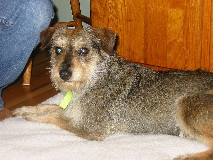Gidget