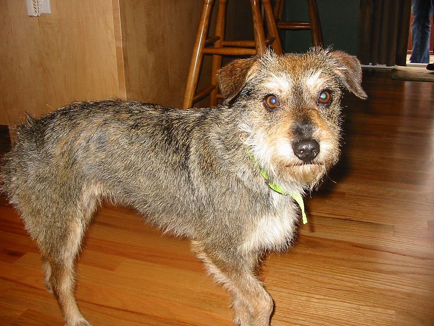 Gidget